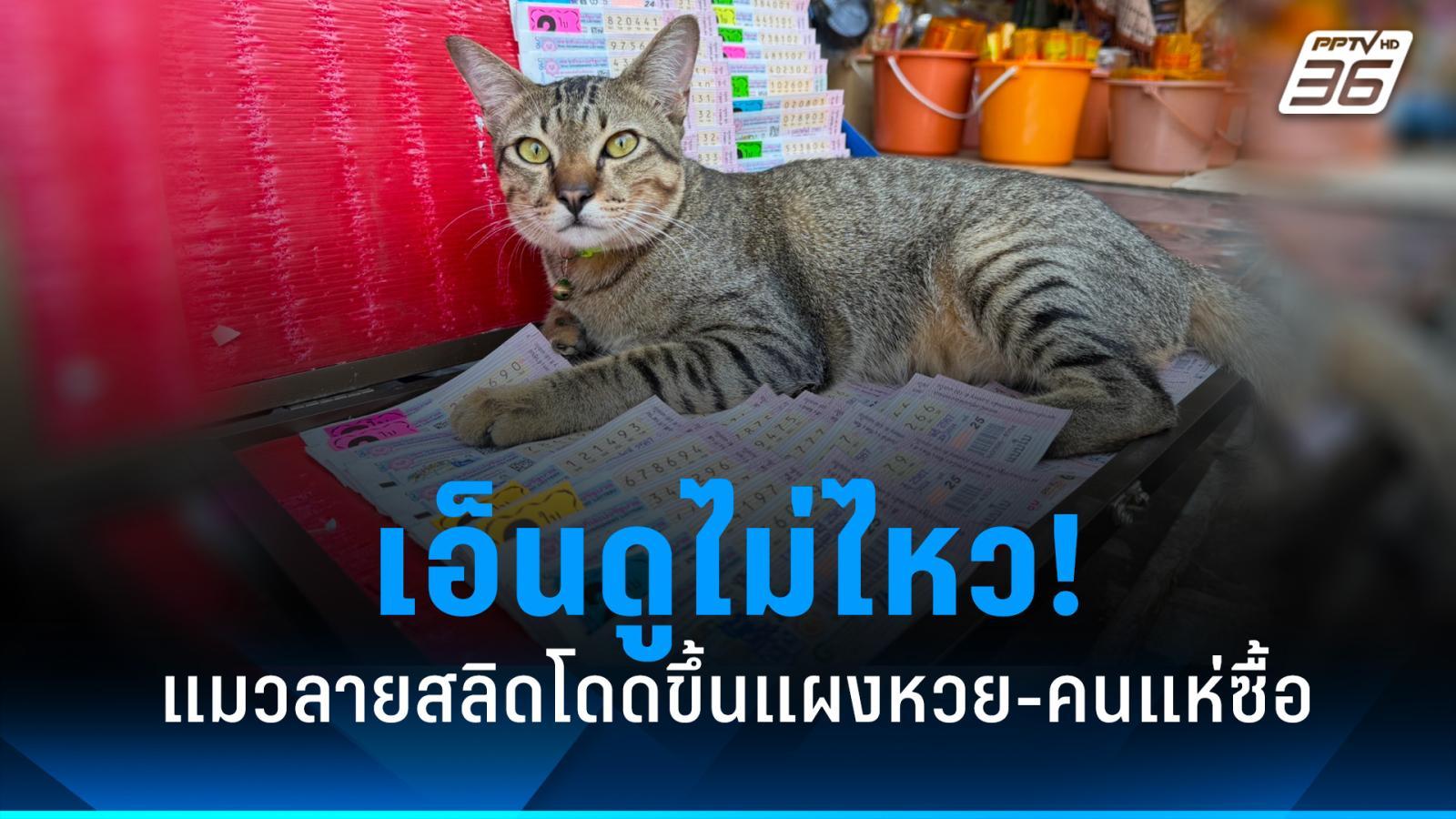 一只虎斑猫跳起来，躺在彩票摊上。让人蜂拥而至购买，相信会带来好运！ ：PPTVHD36