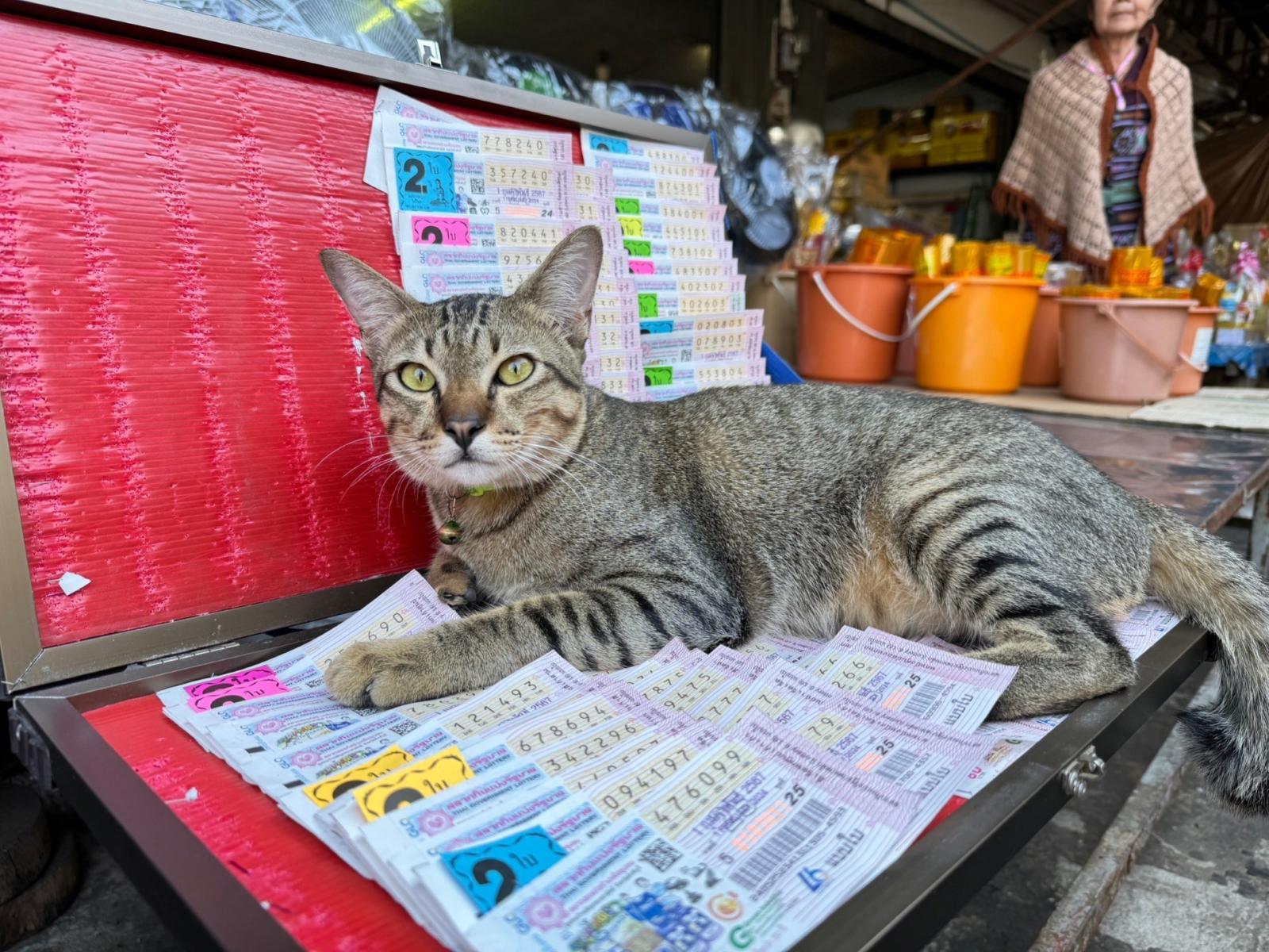 一只虎斑猫跳起来，躺在彩票摊上。让人蜂拥而至购买，相信会带来好运！ ：PPTVHD36